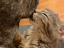 ミルクは出ないけど…ちゅうちゅうする子猫さん、その甘えん坊ぶりが可愛すぎた