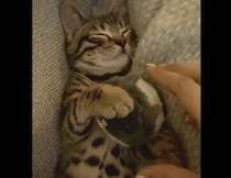 寝ている時だって離さにゃい！ぬいぐるみをギュッ♡