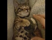 寝ている時だって離さにゃい！ぬいぐるみをギュッ♡