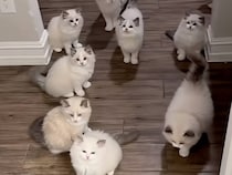 ドアを開けた瞬間に猫さんが大集合、モフモフのお出迎えが夢みたい♡