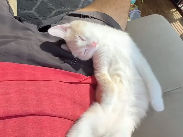 動けない！ 飼い主にぴったりくっついて眠る猫さんたち、幸せすぎる困った悩み