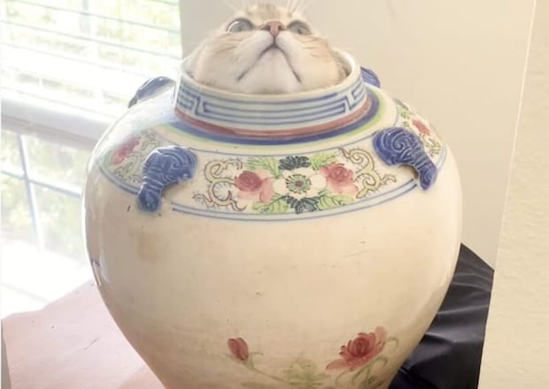 綺麗な花瓶ね！ 中から得意げな顔で出てきたのは…