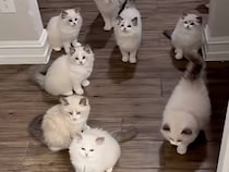 ドアを開けた瞬間に猫さんが大集合、モフモフのお出迎えが夢みたい♡