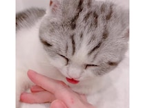 SNSで150万回再生！ エアペロペロになっちゃう子猫