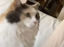 猫の頭突きの意味って知ってる？ 飼い主にコツンとぶつかってくる猫。