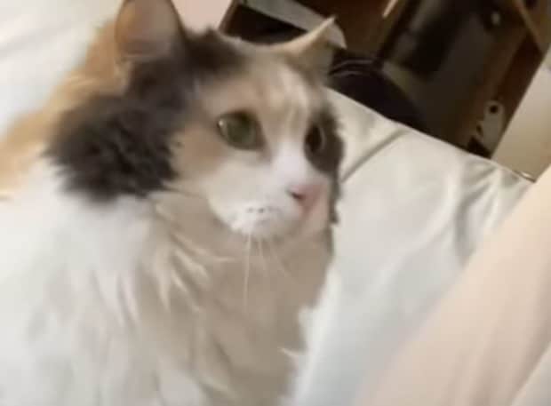 猫の頭突きの意味って知ってる？ 飼い主にコツンとぶつかってくる猫。