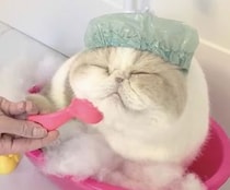 お風呂に入っている猫さん、気持ち良すぎてうっとり〜♪
