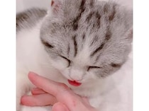 SNSで150万回再生！ エアペロペロになっちゃう子猫