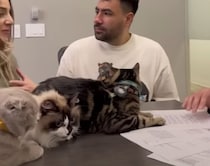 財産分与の真面目な話し合い中も、猫がいるだけでほんわか♡