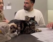 財産分与の真面目な話し合い中も、猫がいるだけでほんわか♡