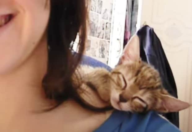 飼い主さんの肩で眠る子猫。 落ちそうになるけど、ここがいいの！
