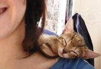 飼い主さんの肩で眠る子猫。 落ちそうになるけど、ここがいいの！