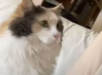 猫の頭突きの意味って知ってる？ 飼い主にコツンとぶつかってくる猫。