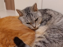 姉猫の背中を枕にうとうとする猫さん、ぬくぬくの寝姿にほっこり