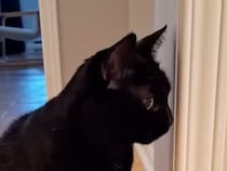 焦らず一歩ずつ。先住黒猫さんと子猫さんが仲良くなるまでの10日間