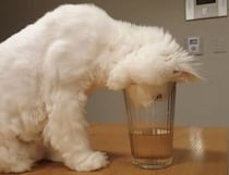 ちょっと無理があるかも… グラスのお水を飲みたいモフモフ猫