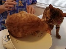 「今助けるからニャー！」獣医に仲間がイジメられてると勘違いした猫