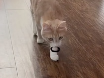 投げたおもちゃを何度も運んでくる猫さん、まるで犬さんみたいな遊び方！