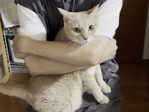 「おかえりー！」遅い帰宅でもちゃんと待っていた猫さん、家族にぴったり甘えて離れない