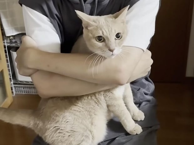 「おかえりー！」遅い帰宅でもちゃんと待っていた猫さん、家族にぴったり甘えて離れない
