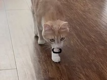 投げたおもちゃを何度も運んでくる猫さん、まるで犬さんみたいな遊び方！