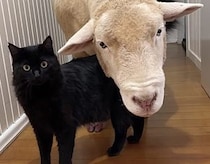 もふもふ仲間だ！ ヒツジと仲がいい黒猫さん
