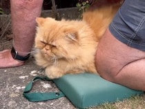 キミのじゃないんだけどな… 膝マットにどっしり座る猫さん、お手伝いのつもりでお庭作業を見守り中