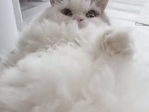 仰向けで動かないふわふわ猫さん、まるでわたあめみたいなモフモフ感！