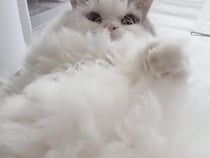 仰向けで動かないふわふわ猫さん、まるでわたあめみたいなモフモフ感！