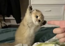 子猫に「手を上げろ！」と言ってみたら、激カワな反応が返ってきた