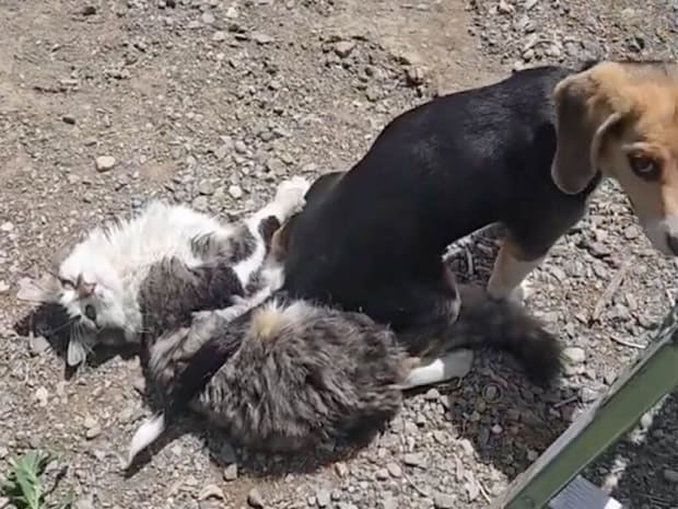 犬さんにお座布団にされた猫さん、「まぁいっか〜」と優しすぎる反応!