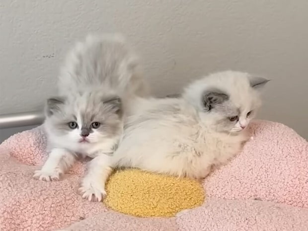 ん〜っ!と伸びをして顔を洗う子猫さん、お目覚めの仕草が可愛すぎる