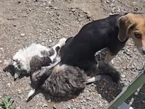 犬さんにお座布団にされた猫さん、「まぁいっか〜」と優しすぎる反応！