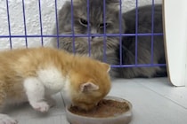 食いしん坊な先輩猫さん、子猫のごはんを味見したいにゃ！