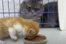 食いしん坊な先輩猫さん、子猫のごはんを味見したいにゃ！