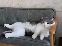 人間の言葉を理解している！ とっても賢い猫さん
