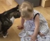 猫がゴツンと頭突きする意味を知ってる？ 可愛らしい赤ちゃんと猫