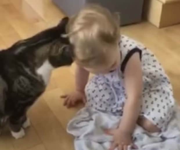 猫がゴツンと頭突きする意味を知ってる？ 可愛らしい赤ちゃんと猫