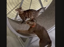 回し車で走る猫！ 使い方が独特だけど、運動になるの？