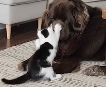 猫パンチ！ キック！ 大型犬相手にやりたい放題です