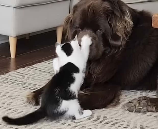 猫パンチ！ キック！ 大型犬相手にやりたい放題です
