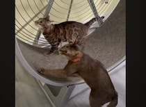 回し車で走る猫！ 使い方が独特だけど、運動になるの？