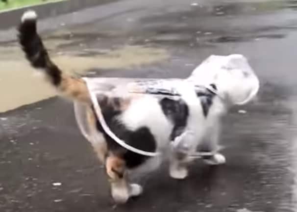 これで雨の日も平気！ レインコートを着てお出かけする猫さん