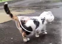 これで雨の日も平気！ レインコートを着てお出かけする猫さん