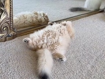 新しい鏡の前でゴロン、自分の姿をじっくりチェックする猫さん