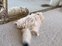 新しい鏡の前でゴロン、自分の姿をじっくりチェックする猫さん