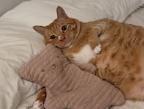 ピンクのくまさん枕を抱きしめる猫さん、すっかりお気に入りみたい