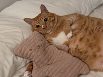 ピンクのくまさん枕を抱きしめる猫さん、すっかりお気に入りみたい