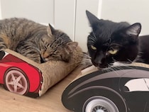 車型の爪とぎベッドでくつろぐ猫さんたち、ドライバー気分でごきげん