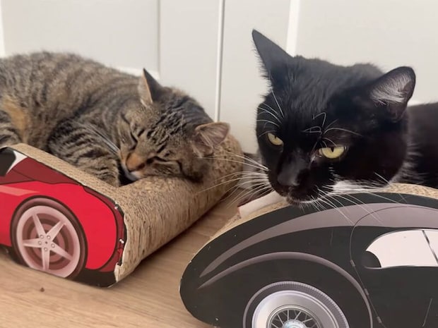 車型の爪とぎベッドでくつろぐ猫さんたち、ドライバー気分でごきげん